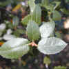 Sierra Live Oak, Leaves