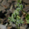 Hedge-Parsley, Burs