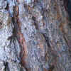 Digger Pine, Bark