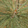 Digger Pine, Needles