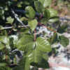 Poison Oak, Leaves