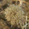 Rattlesnake Weed, Burs