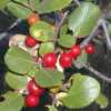 Hollyleaf Redberry, Berries