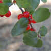 Hollyleaf Redberry, Berries