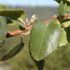 Hollyleaf Redberry, Leaves