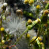 Senecio, Seeds