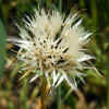 Silver Puffs Seed Head