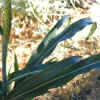 Sorghum Bicolor, Leaves