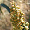 Sorghum Bicolor, Seeds