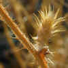 Canada Thistle, Seed