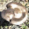 UID GB15, Silver Fungus