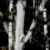 Mountain Whitethorn, Bark