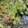 Mountain Whitethorn, Leaves