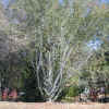 WhitethornMountain8-11-05.jpg (44194 bytes)