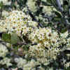 WhitethornMtnFlowers4-8-08.jpg (31053 bytes)