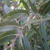 Arroyo Willow, Leaves