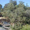 Arroyo Willow