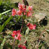 Elegant Clarkia, Dbl