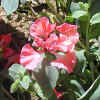 Elegant Clarkia, Dbl CU