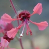 Elegant Clarkia CU