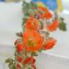 Globemallow