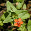 Scarlet Pimpernel