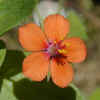 Scarlet Pimpernel CU