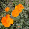 California Poppy