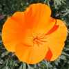 California Poppy CU