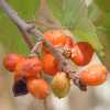 Squawbush, Berries