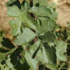 Squawbush,Lvs.jpg (19070 bytes)