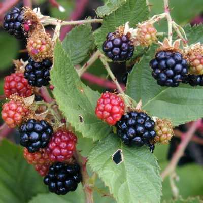 Blackberry Fruit home remedy
