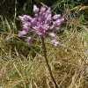 Twining Brodiaea