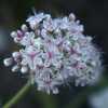 California Buckwheat