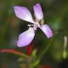 Diamond Clarkia CU