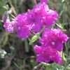 Elegant Clarkia, Dbl Hot Pink