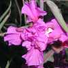 Elegant Clarkia, Dbl Pink CU