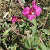 Elegant Clarkia, Hot Pink