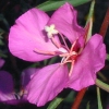 Elegant Clarkia, Hot Pink CU