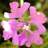 Pinkfairies Clarkia CU