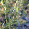 Speckled Clarkia, Leaves