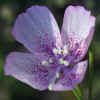 Speckled Clarkia CU