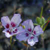 Elegant Clarkia, Spotted