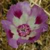 Williamson's Clarkia CU