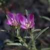 Winecup Clarkia