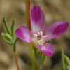 Winecup Clarkia CU