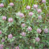 Red Clover