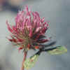 Red Clover CU