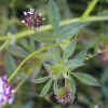 White-Tipped Clover, Leaves