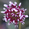 White-Tipped Clover CU